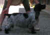 Cookiestd2010.JPG (41750 byte)
