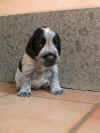 Mr.3 palle