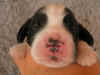 cucc.cookie6.JPG (47502 byte)