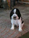 pict0440.JPG (284047 byte)
